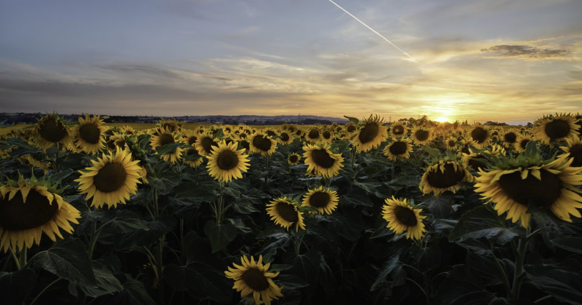 Sunflowers Field, Rome Free Stock Photos Life of Pix Life of Pix